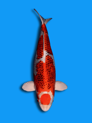 Maruten Beni Kujaku | Koi&Co.